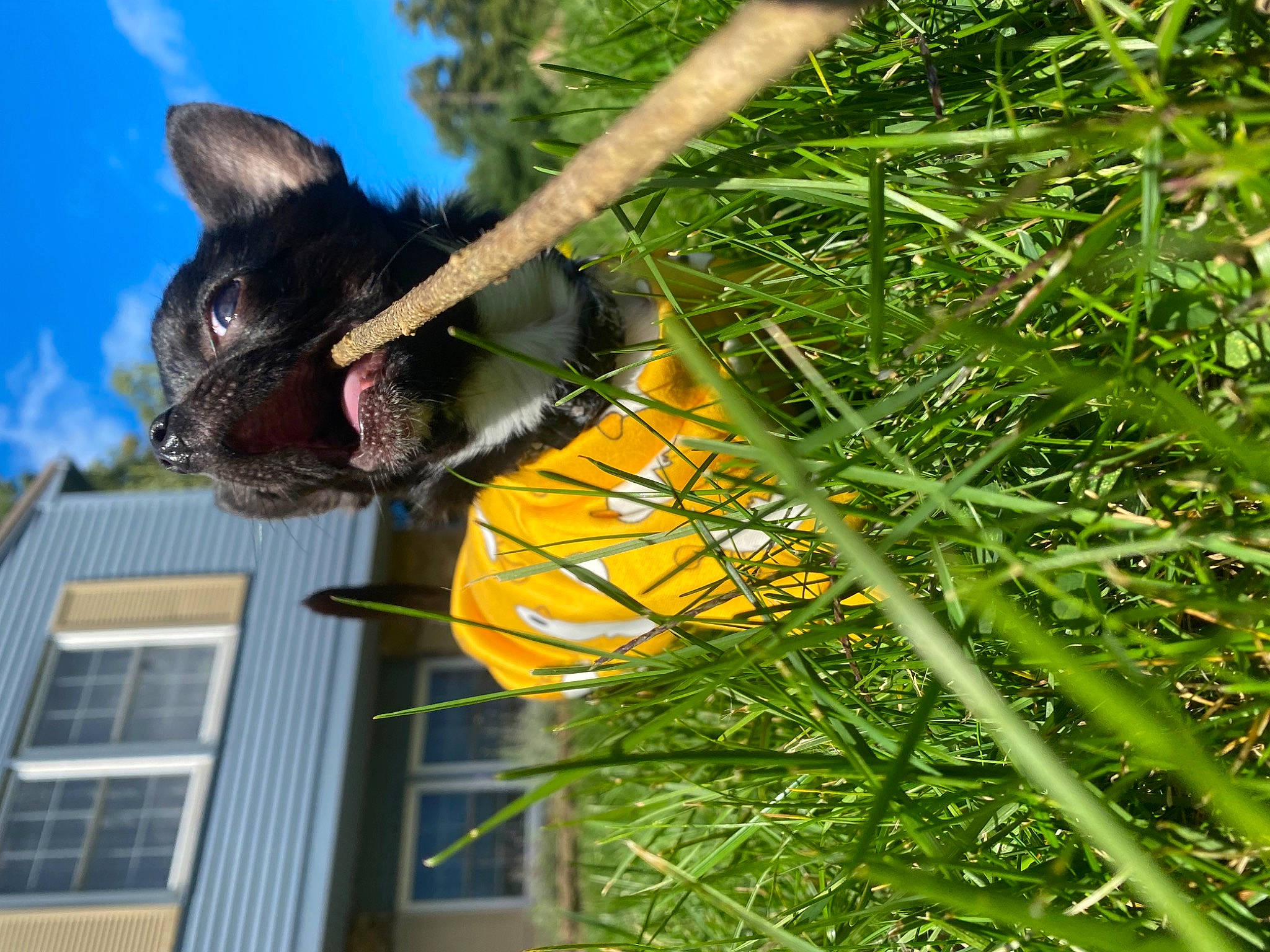 Mia joined the competition — help win amazing prizes! building, carnivore, cat, cloud, dog_breed, domestic_short_haired_cat, fawn, felidae, grass, house, plant, sky, small_to_medium_sized_cats, snout, tail, terrestrial_plant, tree, twig, whiskers, window