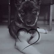 Bella a rejoint le concours — aidez-le/la à gagner de superbes lots ! puppy, dog, black_and_white, floor, paw, heart_overlay, eyes, furniture, legs, indoor, text_overlay, emoji, laying_down, cute, pet, animal, portrait, canine, close_up, monochrome