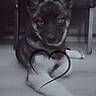 puppy, dog, black_and_white, floor, paw, heart_overlay, eyes, furniture, legs, indoor, text_overlay, emoji, laying_down, cute, pet, animal, portrait, canine, close_up, monochrome