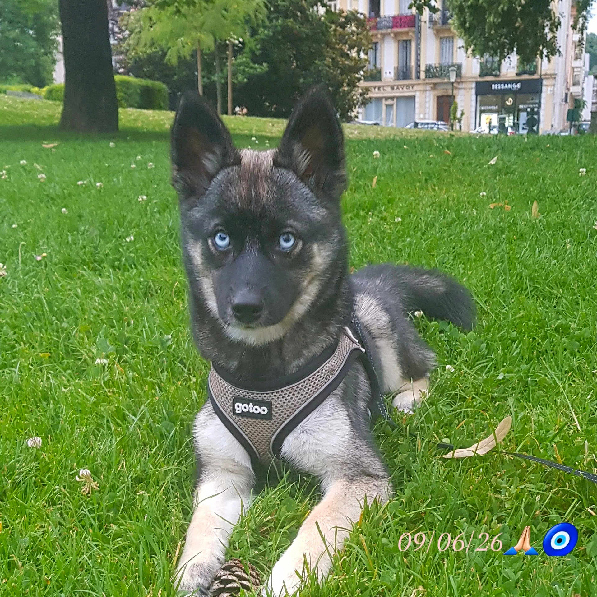 Bella