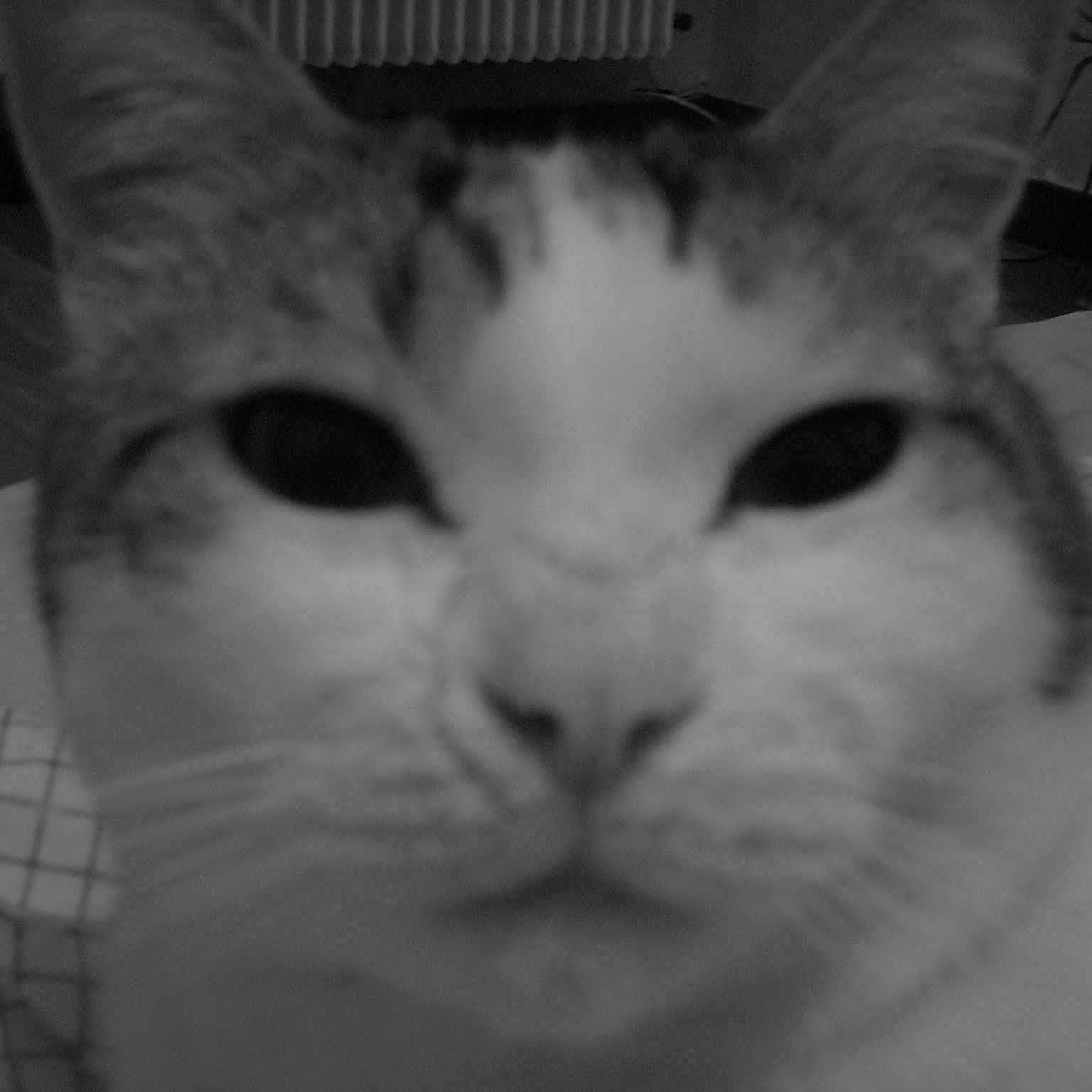 CANAILLE