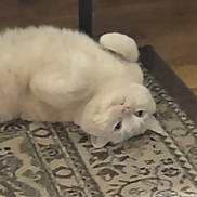 Felix joined the competition — help win amazing prizes! cat, white_cat, pet, animal, lying_down, upside_down, curious, indoor, rug, patterned_rug, floor, feline, cute, playful, relaxed, fur, whiskers, ears, paws, domestic_animal
