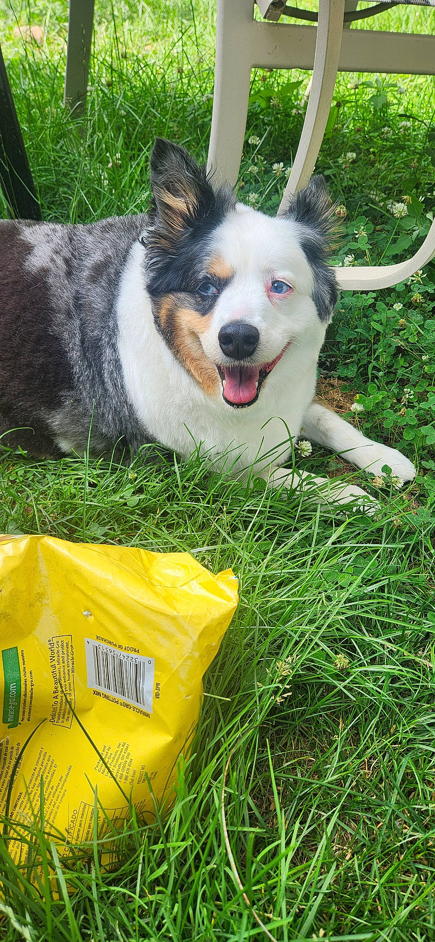 Oliver is registered to the contest to win money with this photo: animal, chair, closeup, clover, dog, ears, face, fur, grass, greenery, happy, nature, outdoor, pet, relaxed, resting, smiling, summer, tongue_out, yellow_bag