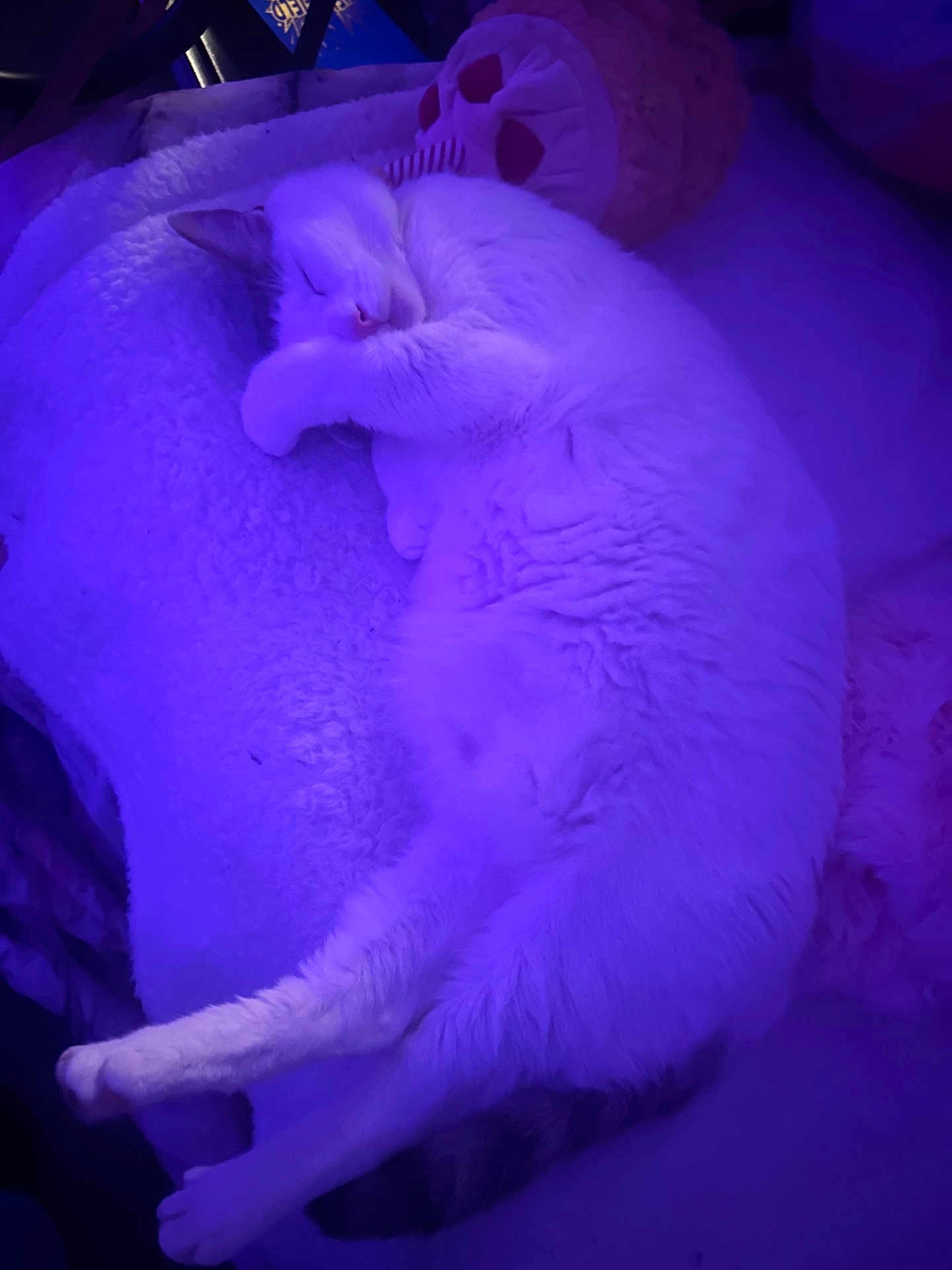 Forest Gump joined the competition — help win amazing prizes! bed, blanket, cat, close_up, cozy, curled_up, cushion, domestic_cat, fur, indoor, nap, neon, paw, pet, pet_bed, purple_light, relaxed, sleeping_cat, soft_texture, whiskers