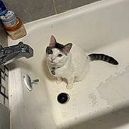 Forest Gump is registered to the contest to win money with this photo: bathroom, bathtub, cat, collar, container, drain, faucet, gray_markings, indoor, jar, looking_up, paw, pets, porcelain, sitting, tag, tail, tile, whiskers, white_fur