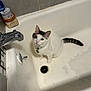 bathroom, bathtub, cat, collar, container, drain, faucet, gray_markings, indoor, jar, looking_up, paw, pets, porcelain, sitting, tag, tail, tile, whiskers, white_fur