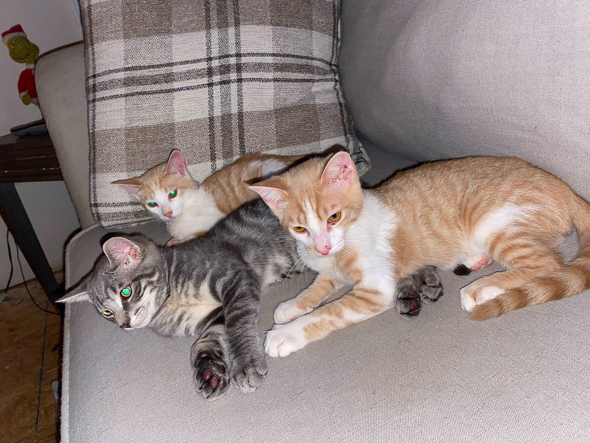 Triplets Hemmy Blu Willow is registered to the contest to win money with this photo: carnivore, cat, claw, comfort, couch, domestic_short_haired_cat, fawn, felidae, fur, nap, paw, room, sitting, small_to_medium_sized_cats, tail, whiskers