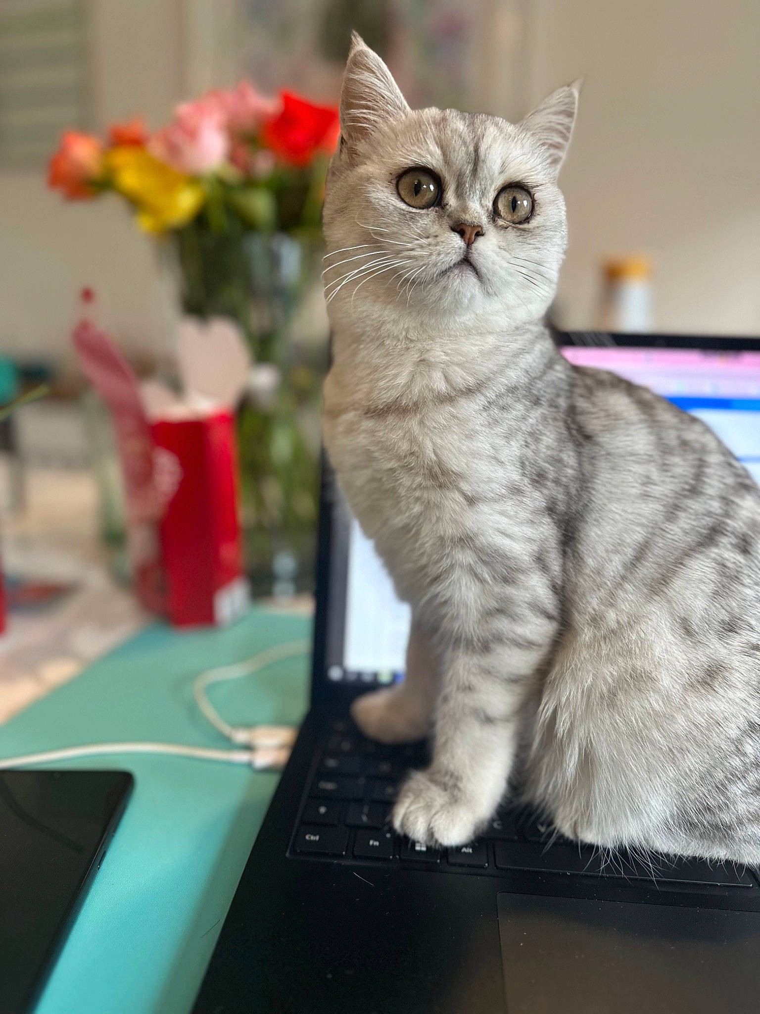 Margot is registered to the contest to win money with this photo: carnivore, cat, claw, domestic_short_haired_cat, event, fawn, felidae, flower, fur, laptop, paw, photo_caption, plant, sitting, small_to_medium_sized_cats, snout, tail, whiskers, window