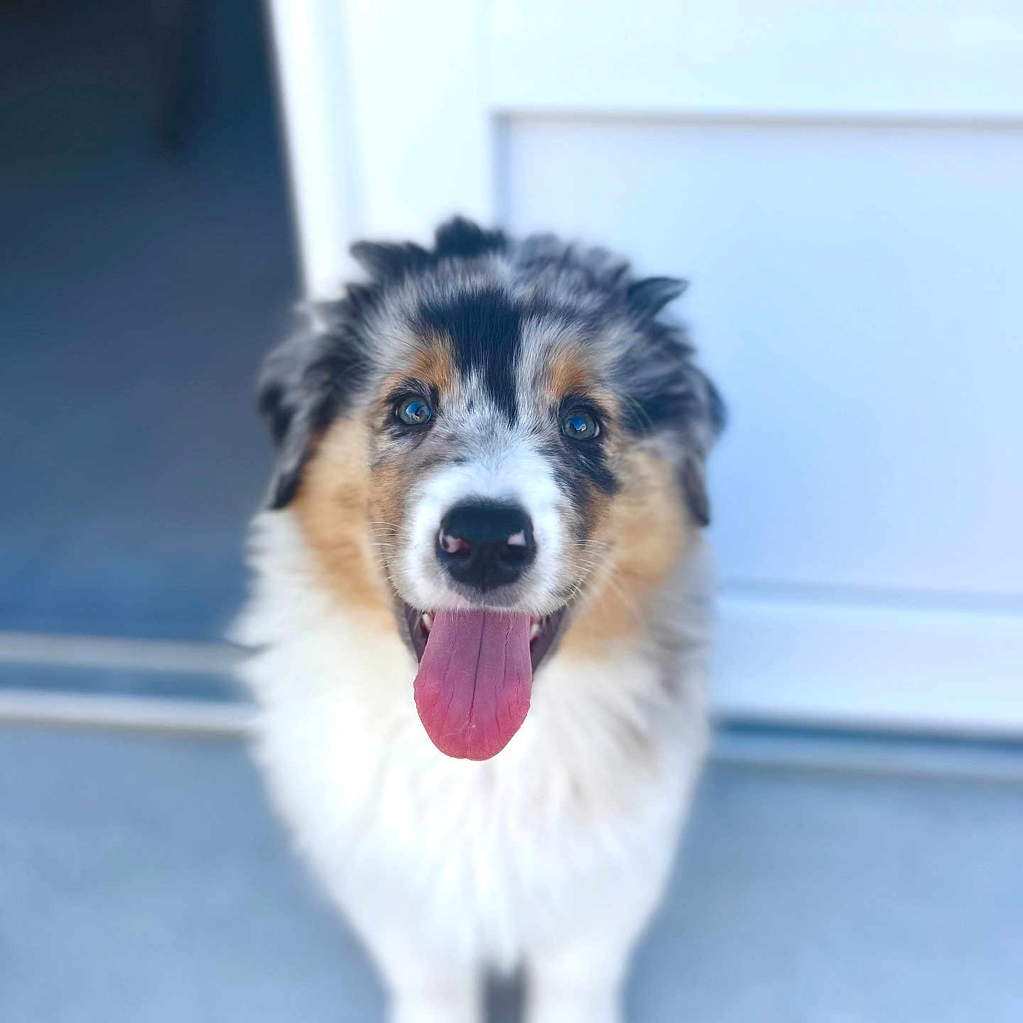 Arès a rejoint le concours — aidez-le/la à gagner de superbes lots ! animal, blue_eyes, canine, closeup, cute, dog, domestic_animal, fluffy, friendly, front_door, fur, happy, indoor, pet, portrait, puppy, smiling, standing, tongue_out, young_dog