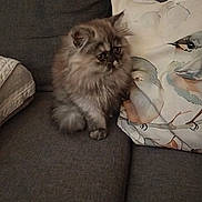 Arielle a rejoint le concours — aidez-le/la à gagner de superbes lots ! cat, fluffy, couch, pillow, bird_illustration, indoor, pet, animal, feline, sitting, curious, gray, soft, cozy, home, cute, fur, whiskers, ears, relaxed