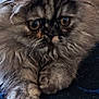 Arielle participe au concours pour gagner de l'argent avec cette photo : cat, fluffy, close_up, pet, animal, furry, paws, resting, wide_eyes, serious_expression, domestic_cat, cute, soft_fur, indoor, mammal, whiskers, tabby, face, portrait, blue_background