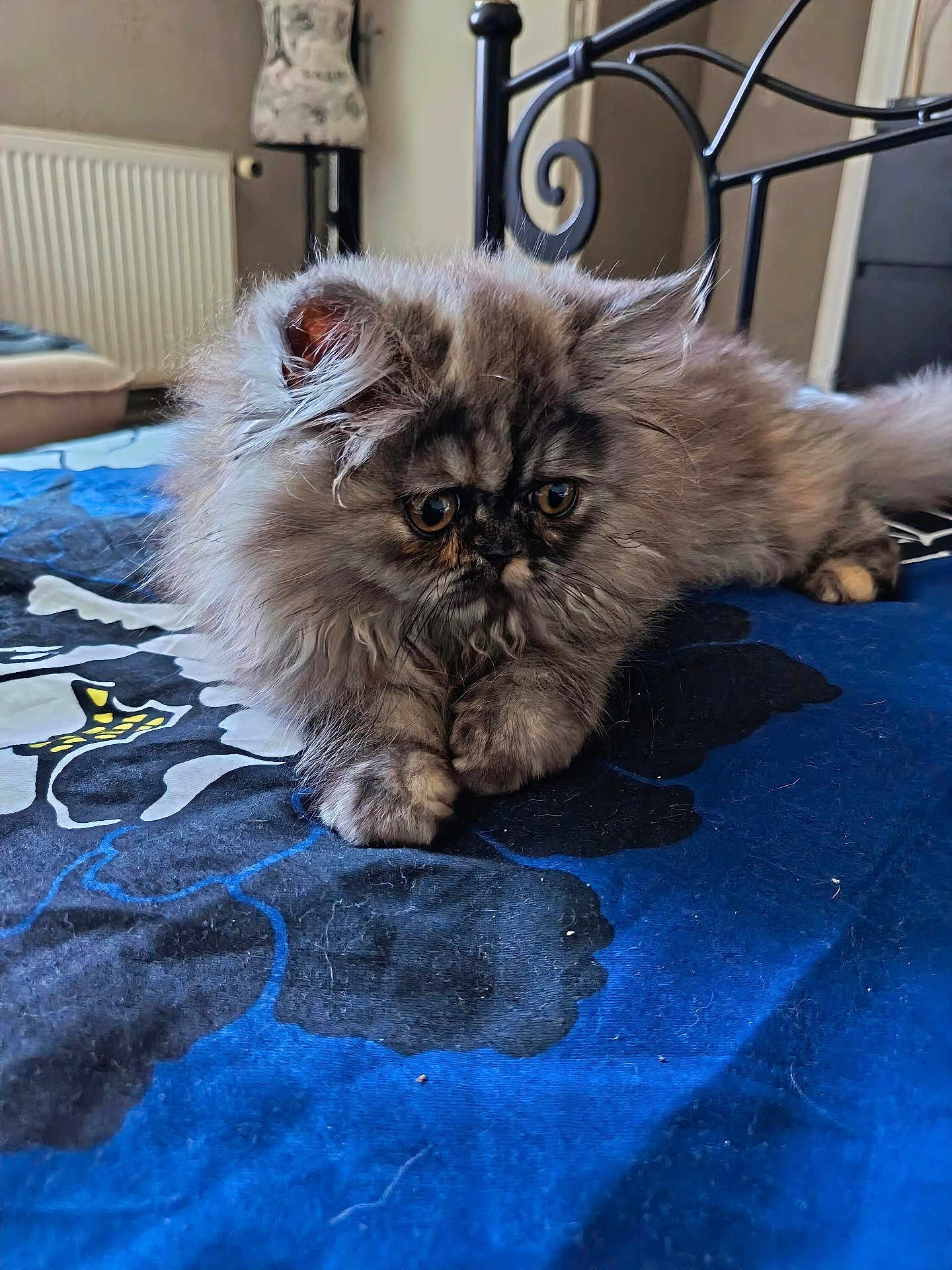 Arielle a rejoint le concours — aidez-le/la à gagner de superbes lots ! cat, persian_cat, fluffy, indoor, bed, blue_bedspread, animal, pet, feline, resting, cute, fur, whiskers, ears, paws, domestic_animal, close_up, home, furniture, quiet
