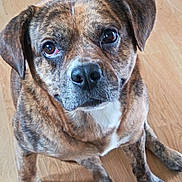 Ghost participe au concours pour gagner de l'argent avec cette photo : dog, brindle, pet, animal, sitting, floor, wooden_floor, close_up, looking, ears, face, fur, paws, indoor, canine, cute, companion, portrait, attention, expression