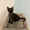 Bulle participe au concours pour gagner de l'argent avec cette photo : animal, beige, black_cat, cat, centered, chair, cute, feline, golden_eyes, indoor, kitten, long_tail, pet, pet_bed, plush, pointed_ears, portrait, short_fur, sitting, wall