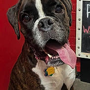 Duke is registered to the contest to win money with this photo: dog, boxer, pet, animal, tongue_out, collar, indoor, red_wall, brick_wall, floor, happy, cute, sitting, paw, tag, canine, mammal, friendly, portrait, companion