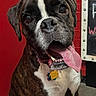 dog, boxer, pet, animal, tongue_out, collar, indoor, red_wall, brick_wall, floor, happy, cute, sitting, paw, tag, canine, mammal, friendly, portrait, companion