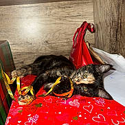 Ninja a rejoint le concours — aidez-le/la à gagner de superbes lots ! kitten, cat, tortoiseshell, ribbon, red, hearts, gift_bag, wood, playful, lying_down, indoor, cute, pet, animal, feline, decorative, colorful, holiday, cozy, closeup