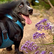 Taco joined the competition — help win amazing prizes! animal, black_dog, canine, closeup, dirt_path, dog, flora, greenery, happy, harness, leafy, nature, outdoor, pet, purple_flowers, smiling, summer, sunny, tongue_out, walking