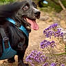 animal, black_dog, canine, closeup, dirt_path, dog, flora, greenery, happy, harness, leafy, nature, outdoor, pet, purple_flowers, smiling, summer, sunny, tongue_out, walking
