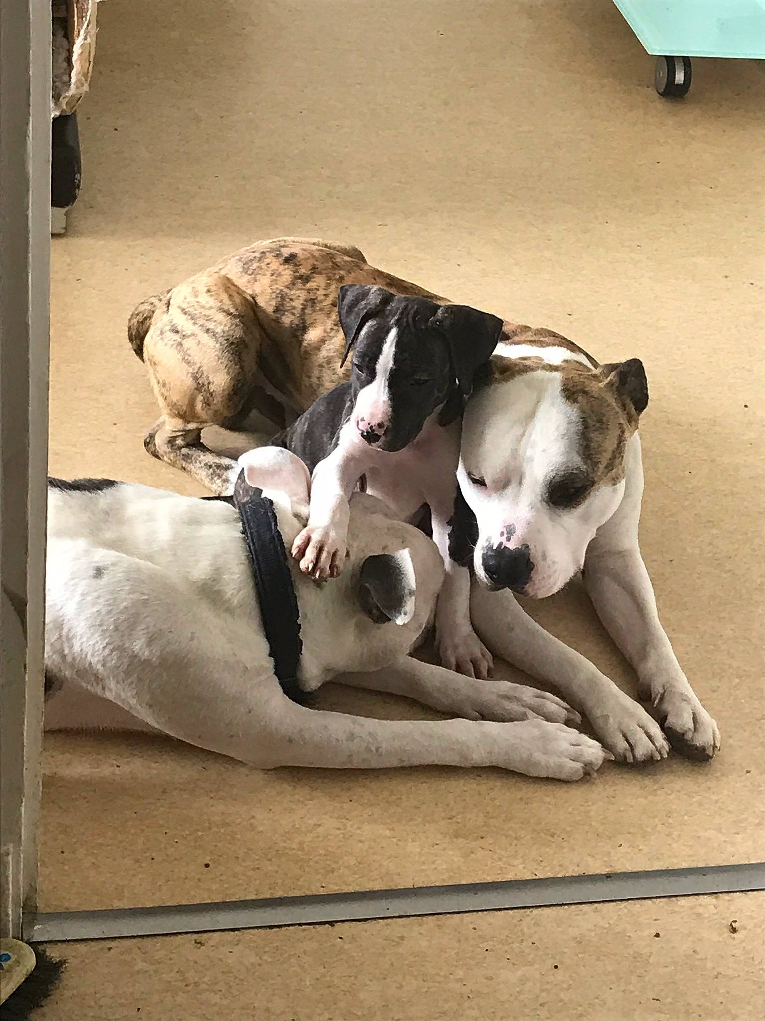 Malcom participe au concours pour gagner de l'argent avec cette photo : canidae, carnivore, comfort, companion_dog, dog, dog_breed, dog_supply, fawn, flooring, grey, hardwood, linens, non_sporting_group, paw, snout, sporting_group, street_dog, tail, toy_dog, working_animal