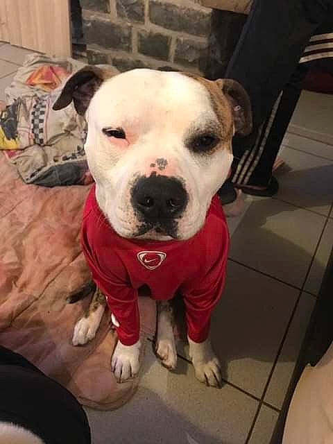 Malcom participe au concours pour gagner de l'argent avec cette photo : ancient_dog_breeds, carnivore, collar, companion_dog, dog, dog_breed, dog_collar, dog_supply, fawn, fur, guard_dog, non_sporting_group, pet_supply, pit_bull, smile, snout, sporting_group, whiskers, working_animal, working_dog