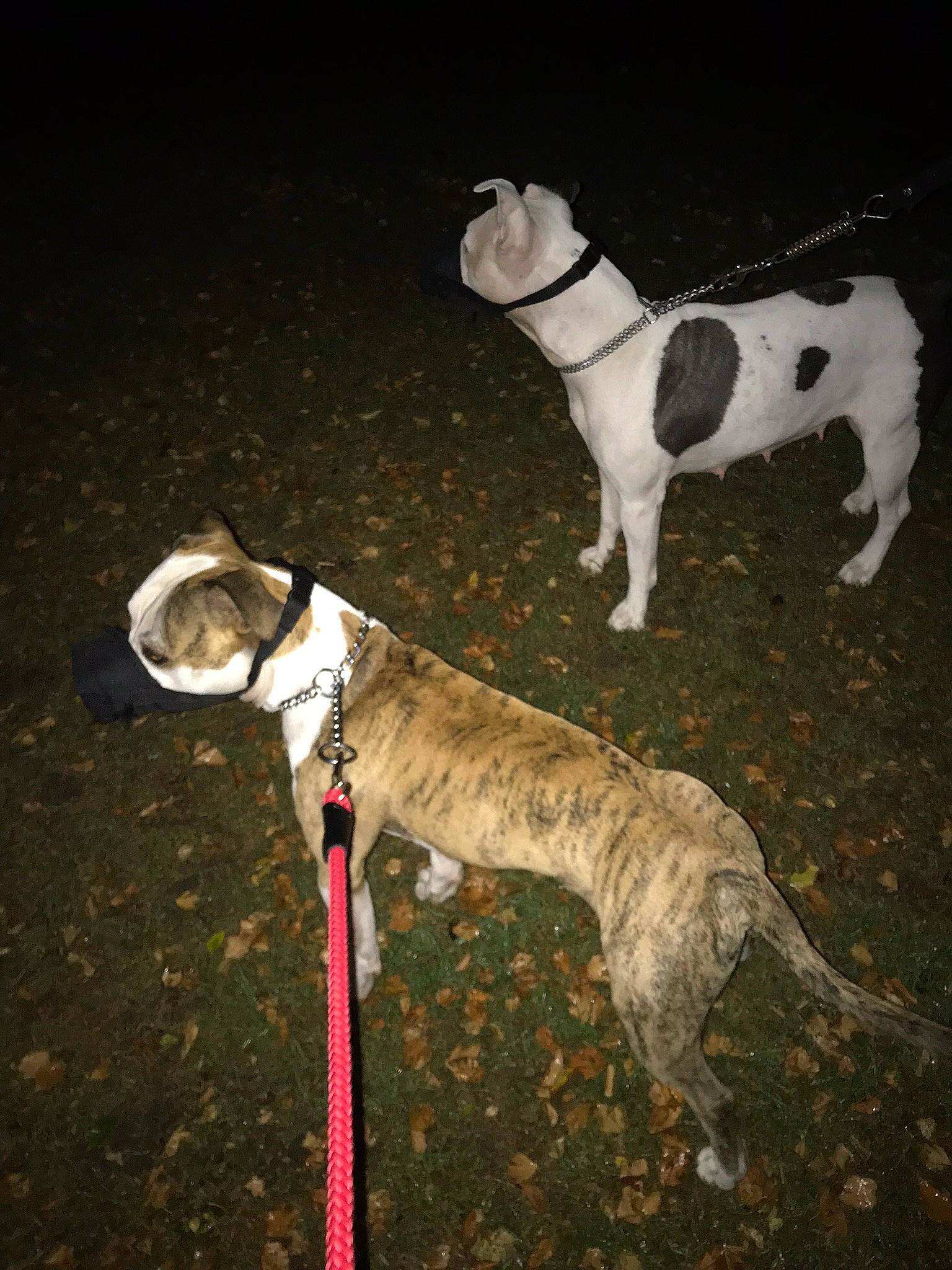 Malcom a rejoint le concours — aidez-le/la à gagner de superbes lots ! bulldog, canidae, carnivore, collar, companion_dog, darkness, dog, dog_breed, dog_collar, dog_supply, fawn, grass, leash, mammal, rampur_greyhound, snout, sporting_group, tail, vertebrate, working_animal