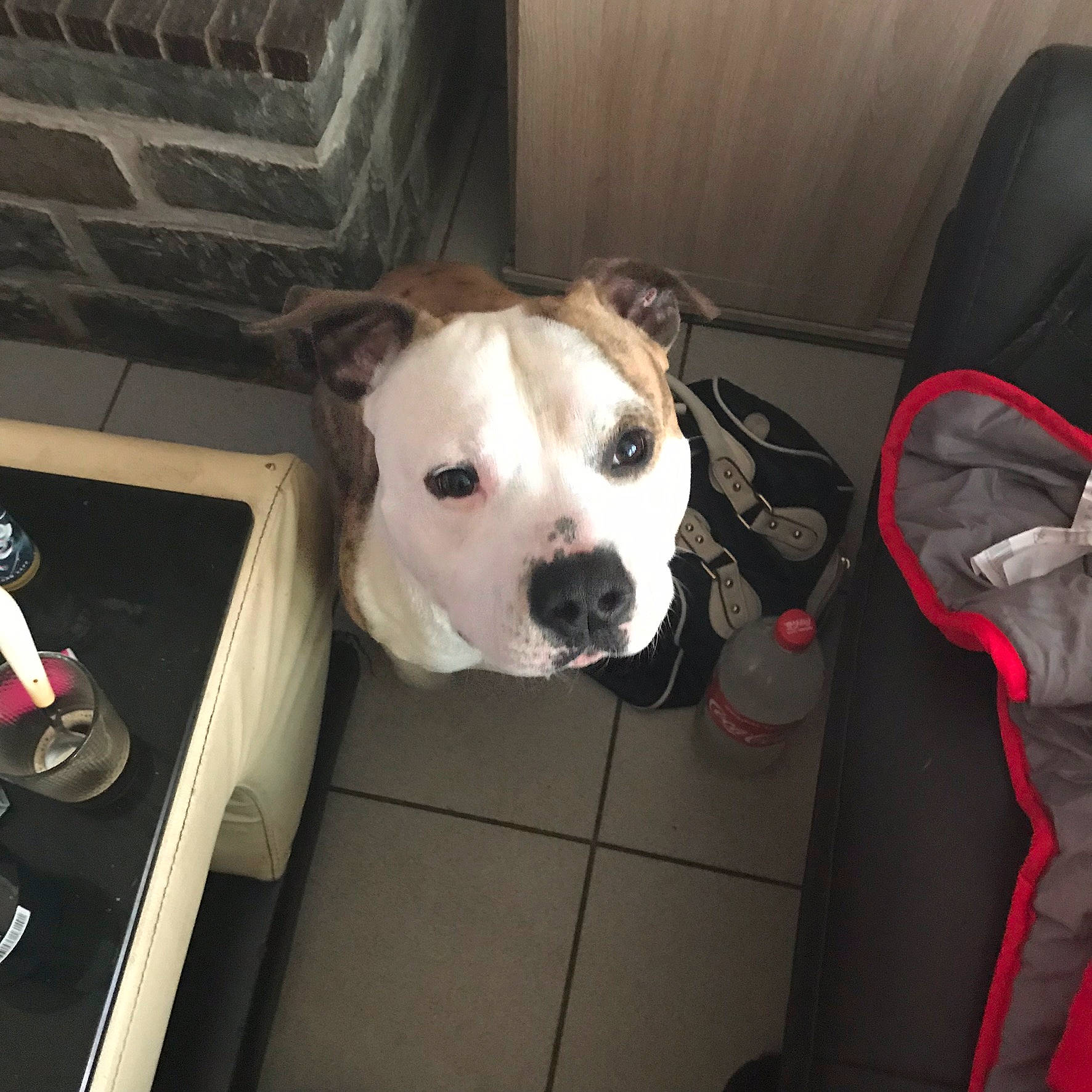 Malcom a rejoint le concours — aidez-le/la à gagner de superbes lots ! auto_part, canidae, carnivore, collar, comfort, companion_dog, couch, dog, dog_breed, dog_collar, dog_supply, fawn, flooring, fur, pet_supply, snout, sporting_group, toy_dog, whiskers, working_animal