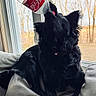 animal, black_dog, bottle, canine, coca_cola_bottle, couch, curiosity, daylight, dog, domestic, funny, fur, house, indoor, leisure, mischief, pet, playing, snout, window