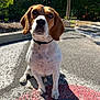 animal, beagle, brown, bush, closeup, collar, curious, daytime, dog, ears, face, nature, outdoor, pavement, pet, shadow, sitting, sunlight, tree, white
