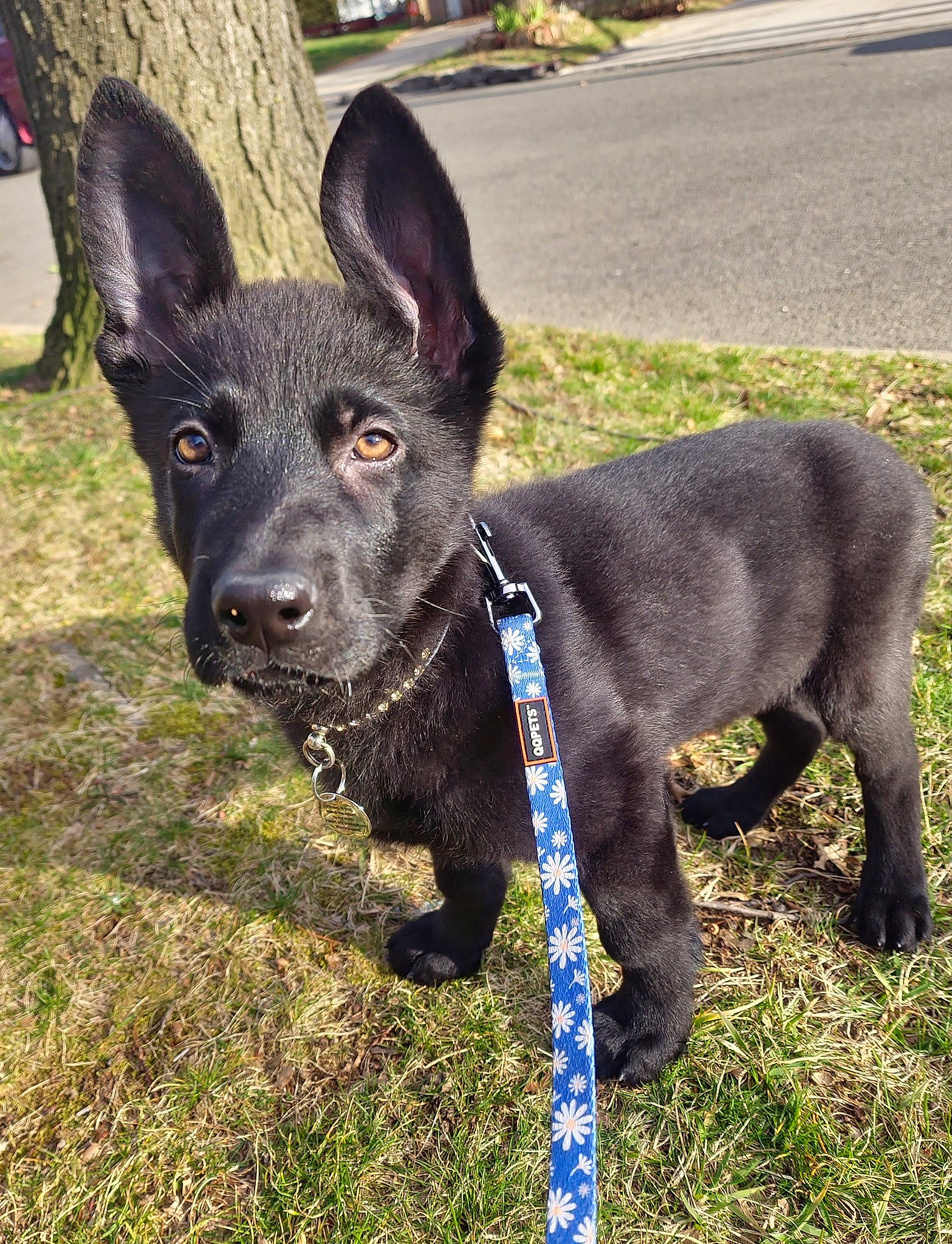 Bagheera joined the competition — help win amazing prizes! canidae, carnivore, collar, companion_dog, dog, dog_breed, dog_collar, dog_supply, ear, electric_blue, fashion_accessory, fawn, grass, pet_supply, plant, snout, sporting_group, tail, whiskers, working_animal