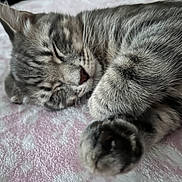 Tommy is registered to the contest to win money with this photo: cat, tabby, sleeping, paw, close_up, pet, animal, fur, whiskers, relaxation, cozy, blanket, indoor, cute, peaceful, resting, soft_texture, mammal, domestic_animal, nap