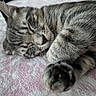 cat, tabby, sleeping, paw, close_up, pet, animal, fur, whiskers, relaxation, cozy, blanket, indoor, cute, peaceful, resting, soft_texture, mammal, domestic_animal, nap
