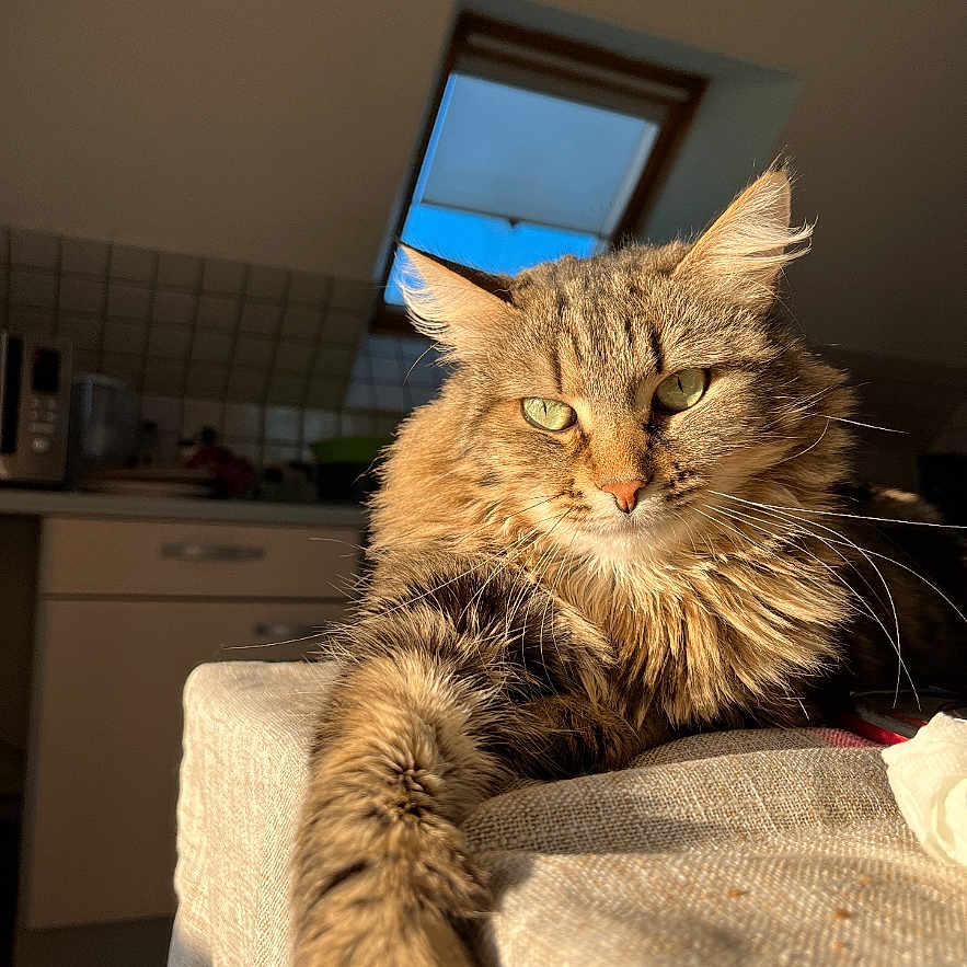 Yuki a rejoint le concours — aidez-le/la à gagner de superbes lots ! cat, tabby, fluffy, indoor, sunlight, skylight, kitchen, cushion, relaxed, feline, pet, animal, fur, green_eyes, resting, portrait, domestic, cozy, table, window