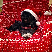 Cerise a rejoint le concours — aidez-le/la à gagner de superbes lots ! affenpinscher, animal, blanket, canine, dog, dogbed, furniture, pet, puppy
