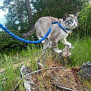 Silo joined the competition — help win amazing prizes! adventure, animal, blue_eyes, cat, curious, ears, forest, fur, grass, greenery, harness, leash, mammal, nature, outdoor, pet, tree_stump, walking, whiskers, wildlife