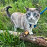 Silo is registered to the contest to win money with this photo: adventure, animal, blue_eyes, cat, close_up, collar, curious, daylight, feline, grass, greenery, leash, log, nature, outdoor, pet, plant, tree, walking, wildlife