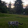 Silo joined the competition — help win amazing prizes! animal, cat, clouds, evening, exploring, feline, field, grass, greenery, leash, nature, outdoor, peaceful, pet, scenery, sky, sunset, trees, walking, wildlife