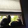 Angel joined the competition — help win amazing prizes! cat, cats, window, windowsill, blinds, indoor, pets, animals, nature, greenery, curious, looking, silhouette, daylight, relaxing, feline, domestic, cozy, quiet, home