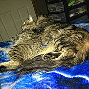 Angel joined the competition — help win amazing prizes! cat, tabby, feline, pets, animals, snuggling, blanket, blue, indoor, cozy, resting, cuddle, fur, sleeping, domestic, companion, cute, tail, paw, bedroom