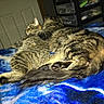 cat, tabby, feline, pets, animals, snuggling, blanket, blue, indoor, cozy, resting, cuddle, fur, sleeping, domestic, companion, cute, tail, paw, bedroom
