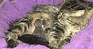 Angel joined the competition — help win amazing prizes! cat, kitten, newborn, tabby, animal, pet, mammal, fur, purple_towel, nursing, resting, indoor, cozy, mother, sleeping, carpet, household, domestic, cute, small