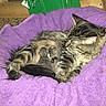 cat, kitten, newborn, tabby, animal, pet, mammal, fur, purple_towel, nursing, resting, indoor, cozy, mother, sleeping, carpet, household, domestic, cute, small