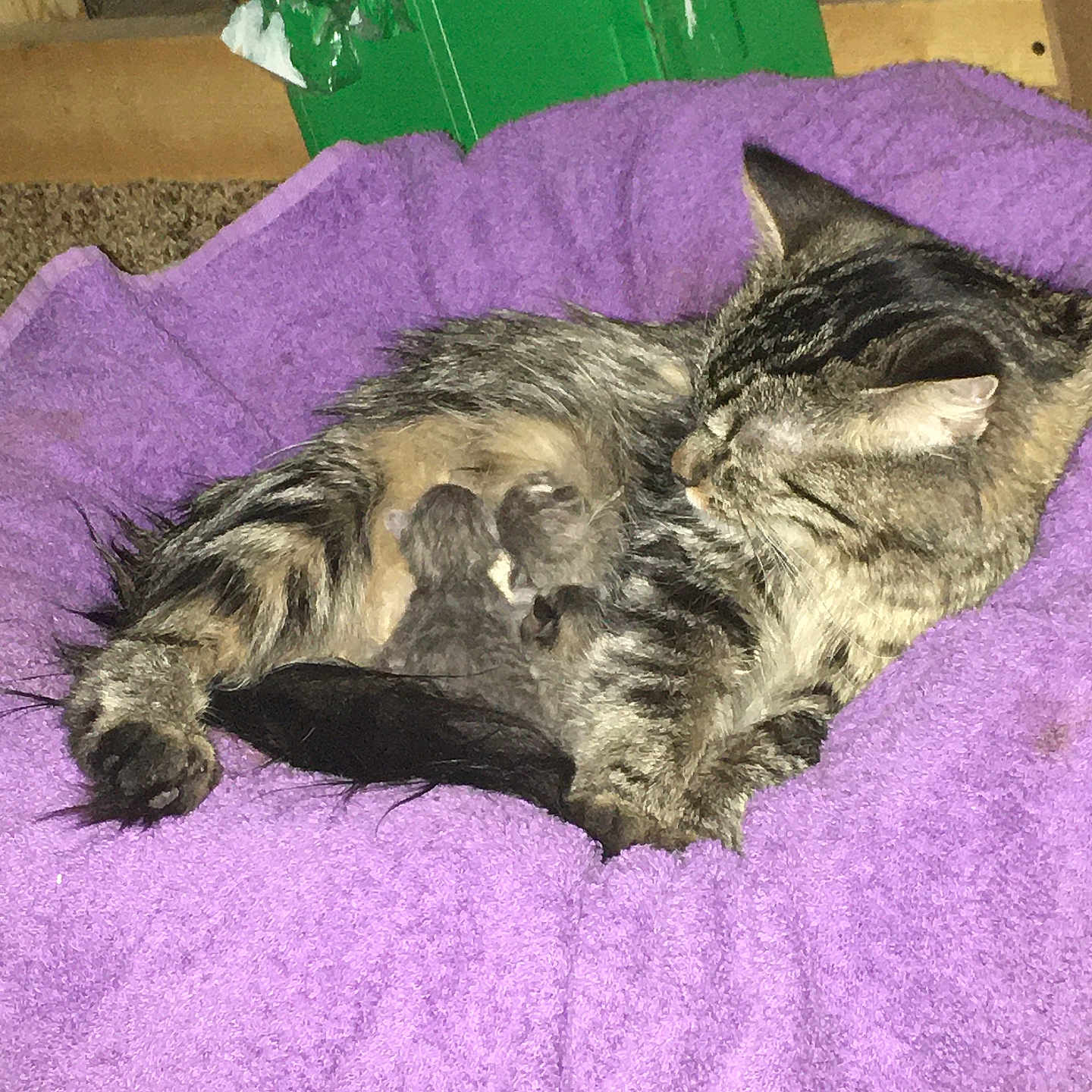 Angel joined the competition — help win amazing prizes! cat, kitten, newborn, tabby, animal, pet, mammal, fur, purple_towel, nursing, resting, indoor, cozy, mother, sleeping, carpet, household, domestic, cute, small