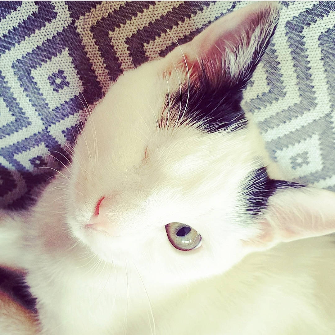 Rio participe au concours pour gagner de l'argent avec cette photo : beige, carnivore, cat, close_up, creative_arts, felidae, fur, home_accessories, linens, pattern, skin, small_to_medium_sized_cats, snout, textile, vertebrate, whiskers, wool, woolen, woven_fabric