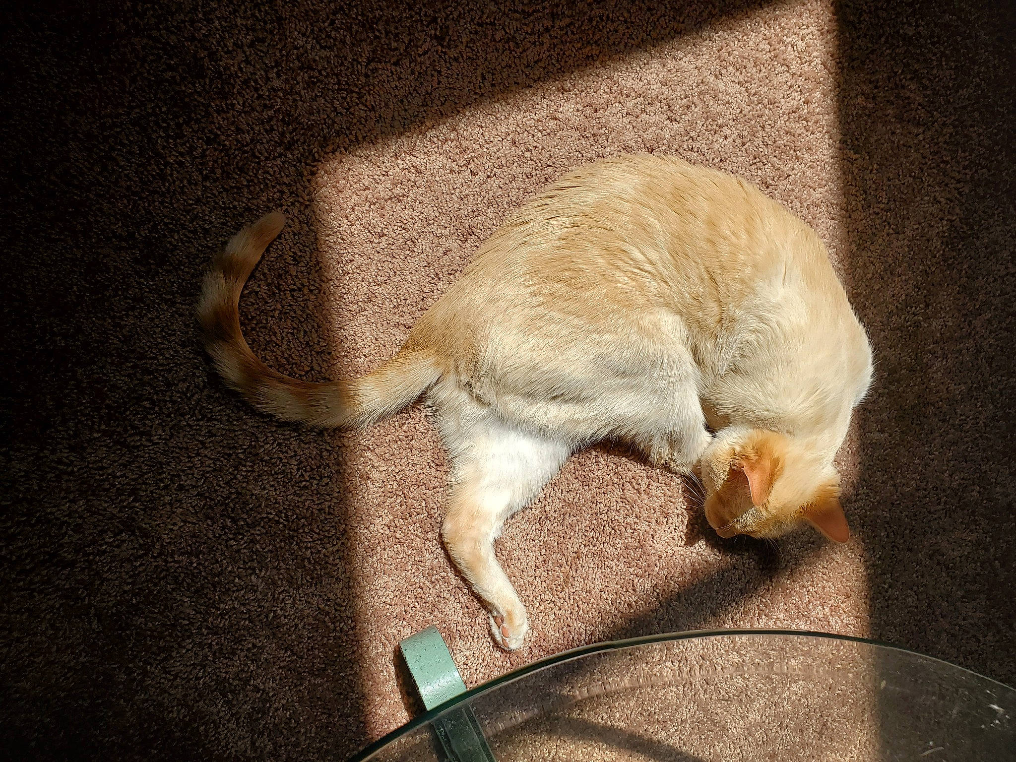 Lightning joined the competition — help win amazing prizes! carnivore, cat, claw, ear, european_shorthair, fawn, felidae, fur, paw, singapura, small_to_medium_sized_cats, tail, whiskers