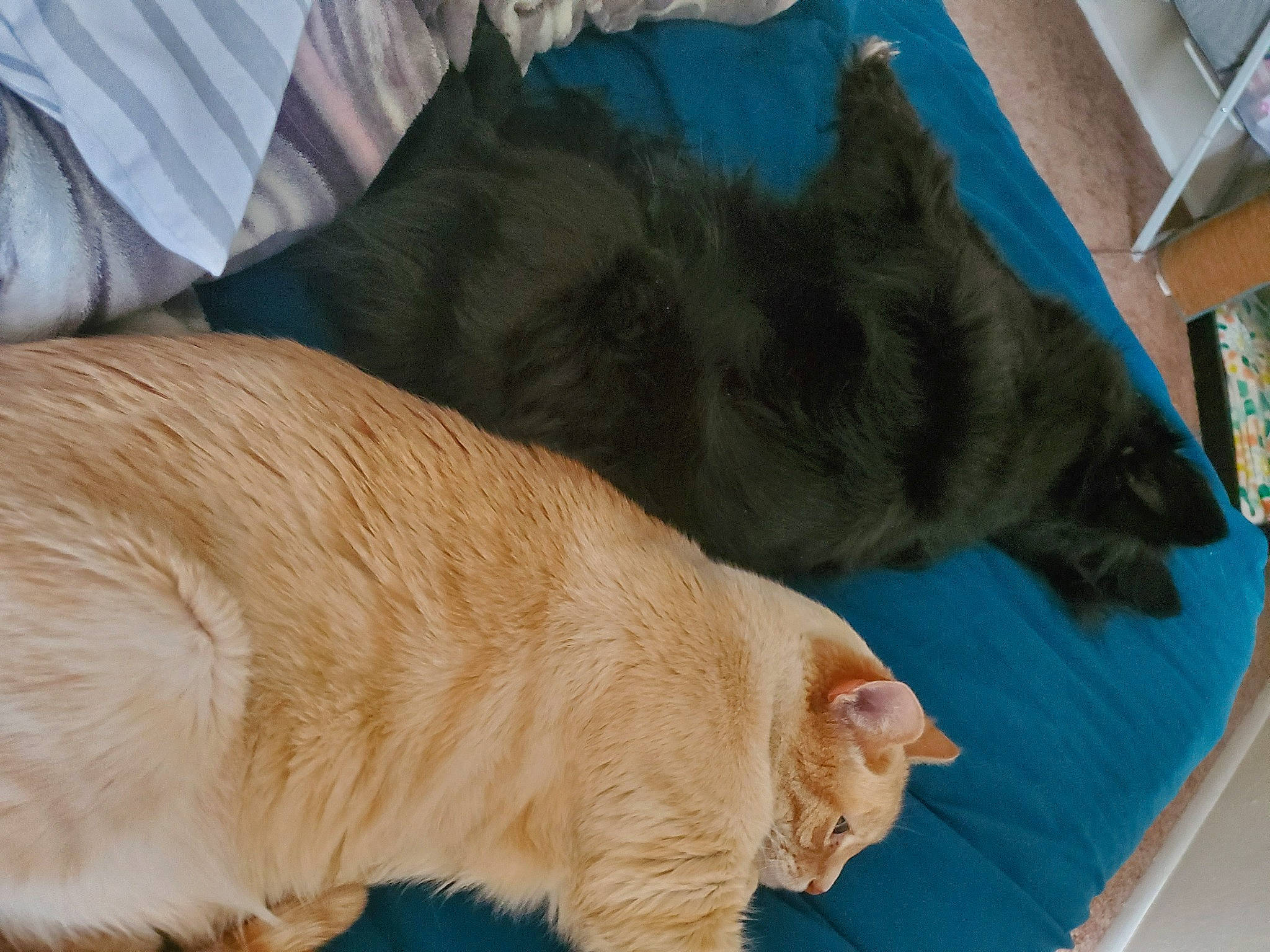 Lightning joined the competition — help win amazing prizes! asian, carnivore, cat, claw, cymric, domestic_long_haired_cat, domestic_short_haired_cat, european_shorthair, fawn, felidae, fur, german_rex, kitten, kurilian_bobtail, nap, small_to_medium_sized_cats, tabby_cat, tail, whiskers