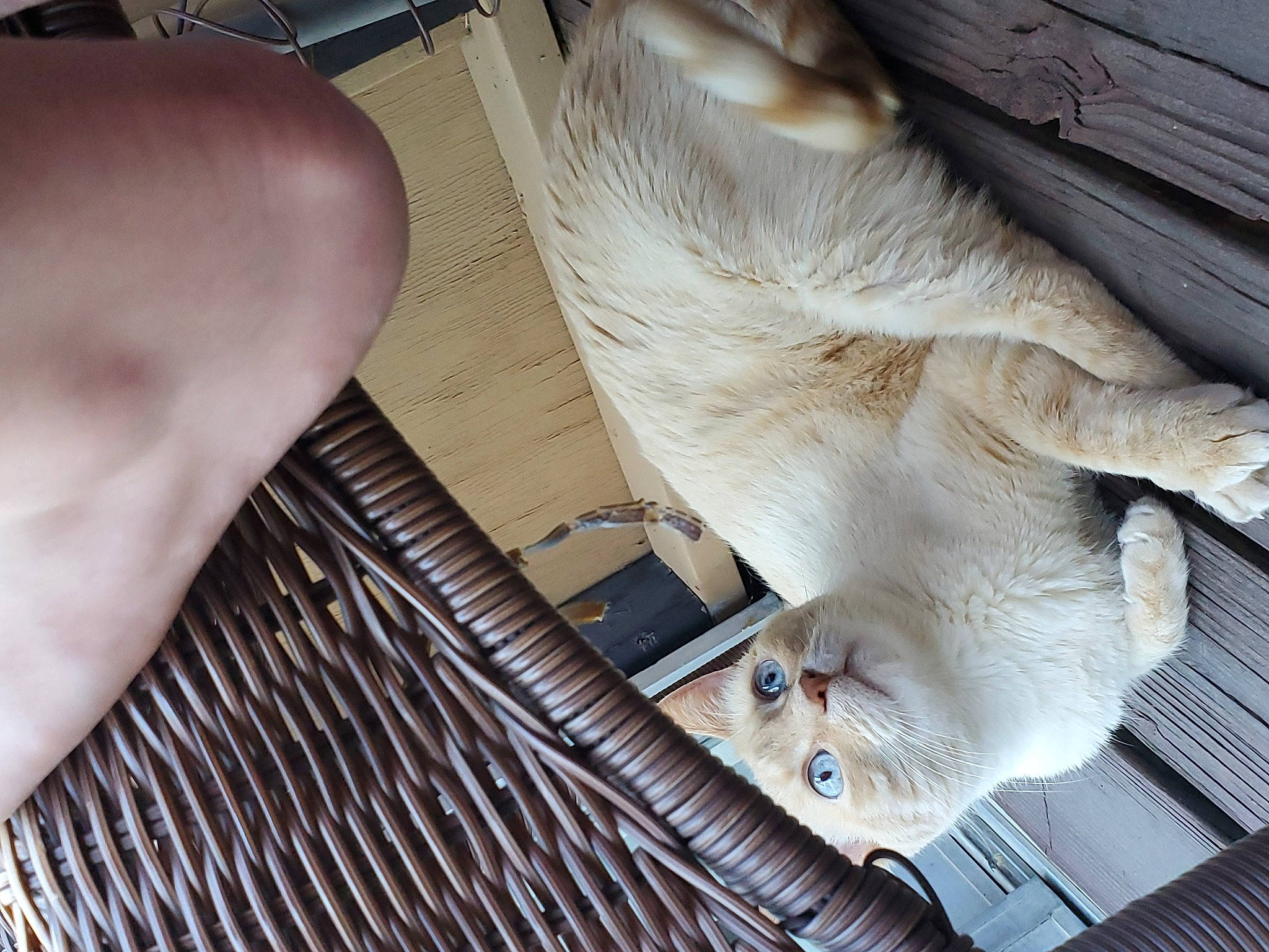 Lightning is registered to the contest to win money with this photo: burmilla, carnivore, cat, fawn, felidae, fur, kitten, singapura, small_to_medium_sized_cats, tonkinese, whiskers, wood