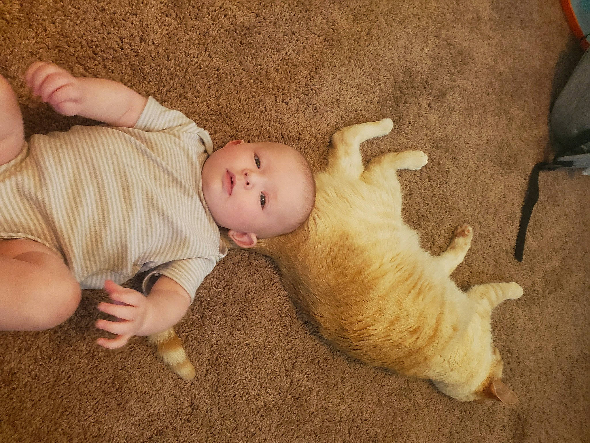 Lightning is registered to the contest to win money with this photo: baby, child, fawn, leg, skin, toddler