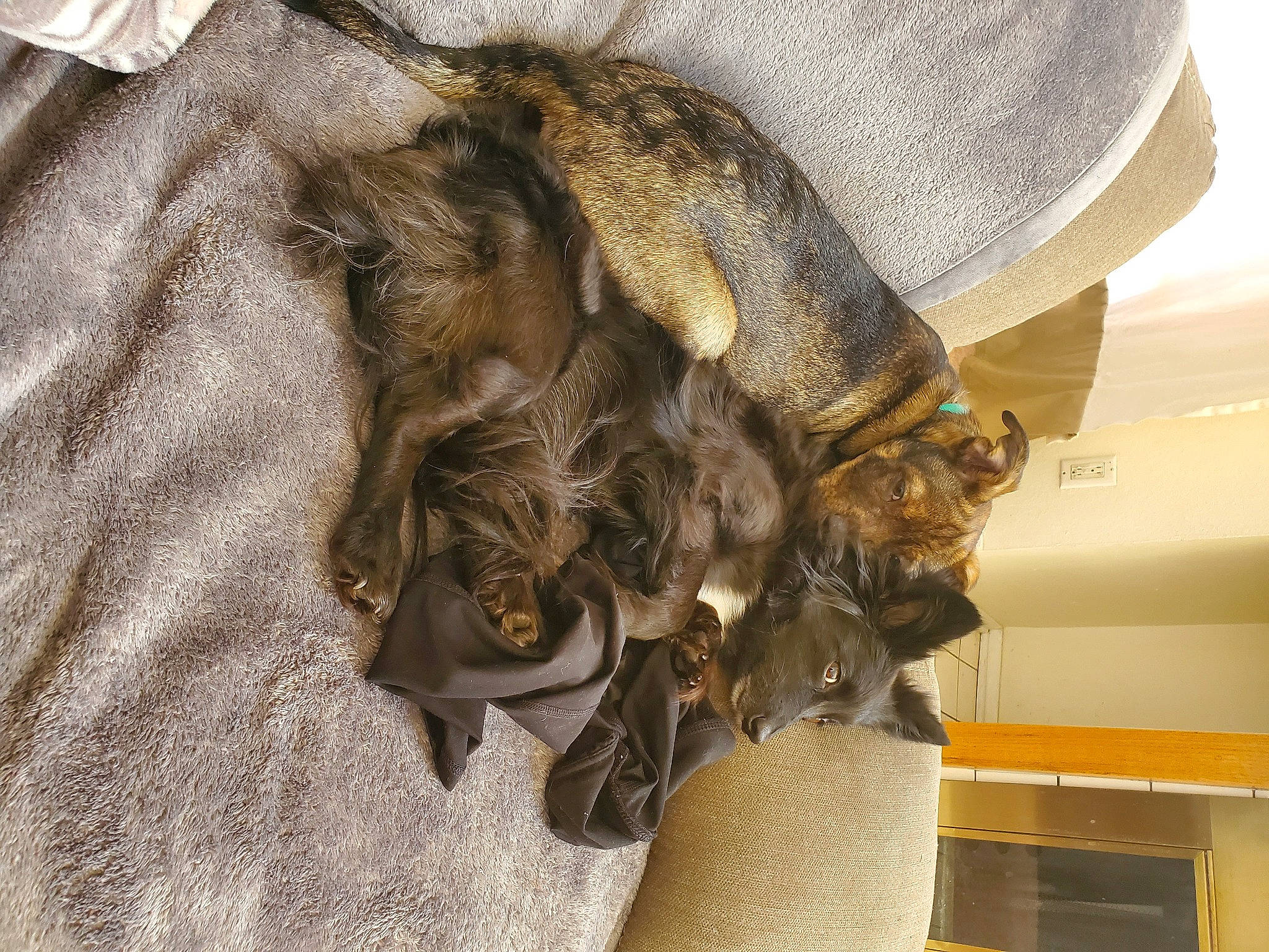 Yokai joined the competition — help win amazing prizes! fur, textile