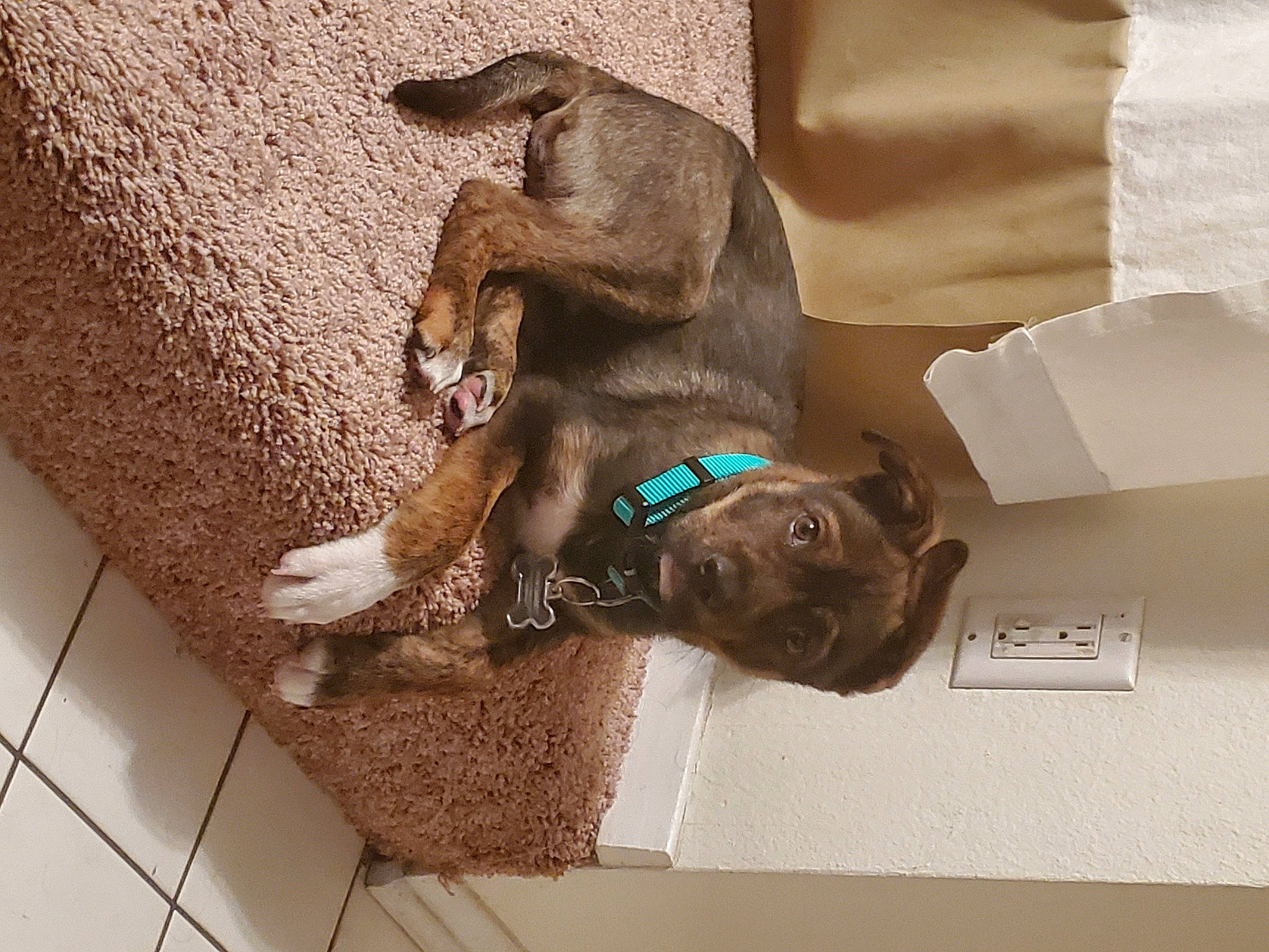 Yokai is registered to the contest to win money with this photo: canidae, carnivore, collar, companion_dog, dog, dog_breed, dog_collar, ear, fawn, german_shorthaired_pointer, liver, puppy, snout, sporting_group, weimaraner